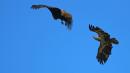 juvenile chasing adult eagle